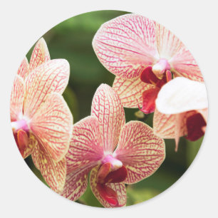 Pegatina Redonda Híbrido de orquídea naranja, Sudáfrica