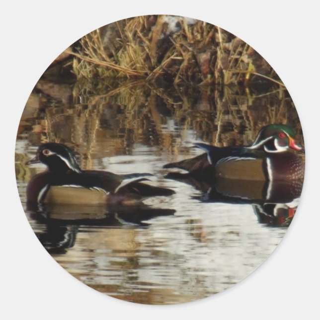 Pegatina Redonda Hinterducks14by11 (Anverso)