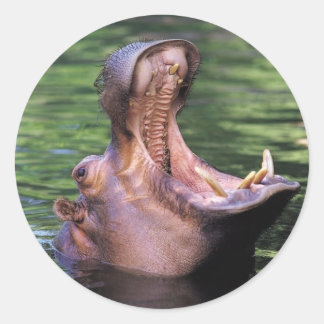 Pegatina Redonda Hippo hambriento