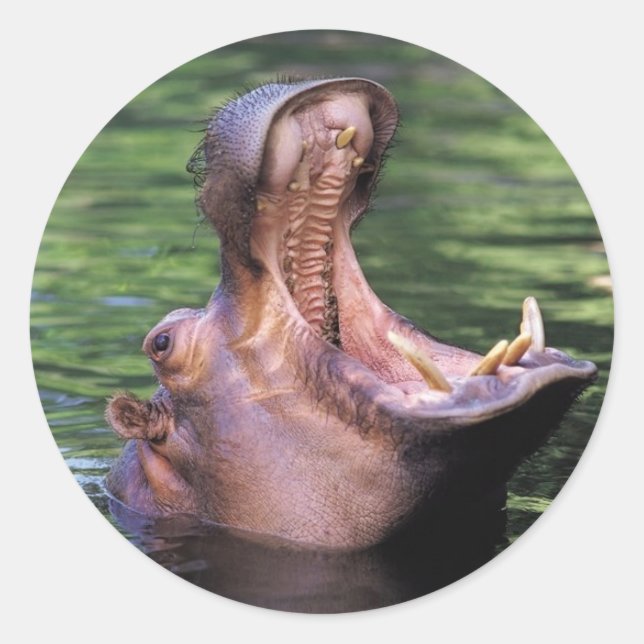 Pegatina Redonda Hippo hambriento (Anverso)