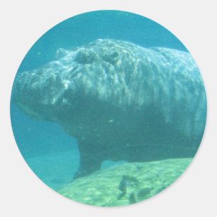 Pegatina Redonda Hippopatumus Pegatinas de Hábitat