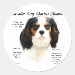 Pegatina Redonda Historia de Cavalier King Charles Spaniel (tricolo