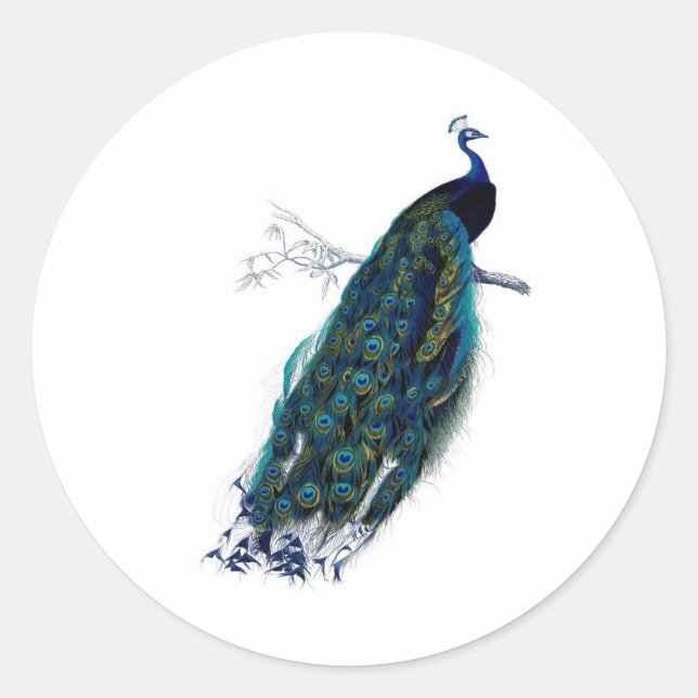 Pegatina Redonda Historia natural antigua Imprimir pavo real (Anverso)