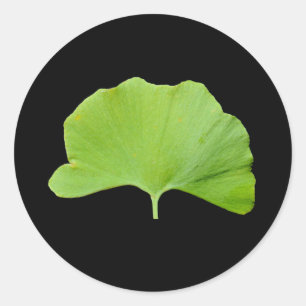 Pegatina Redonda Hoja de Ginkgo (Ginkgo biloba)