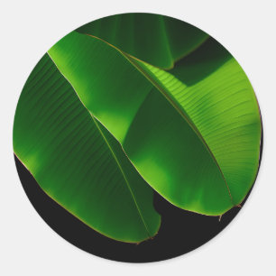 Pegatina Redonda Hoja de plátano verde vibrante tropical primer pla