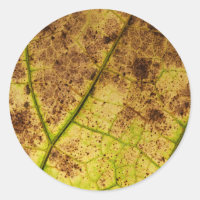 Hojas de macro moradas amarillas y marrones