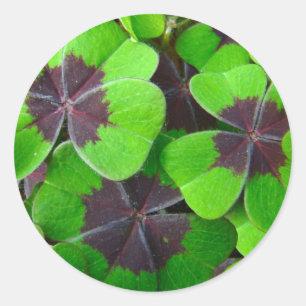 Pegatina Redonda Hojas de Oxalis - Rojo y Verde