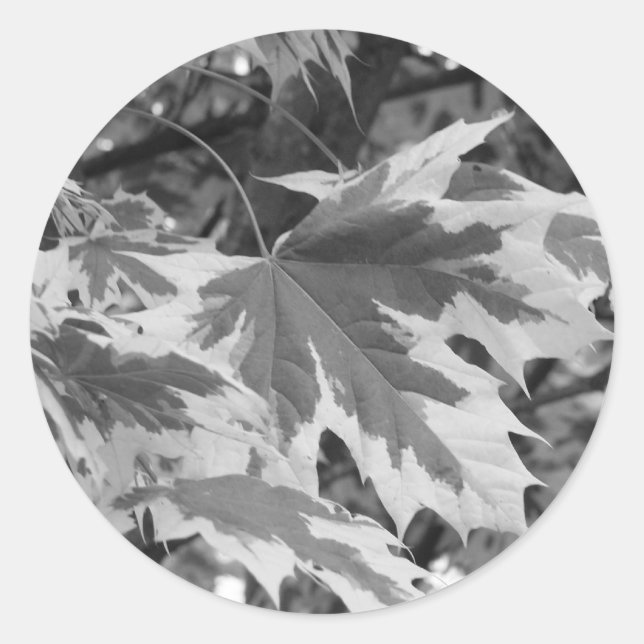 Pegatina Redonda Hojas en blanco y negro (Anverso)