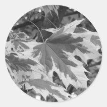 Hojas en blanco y negro