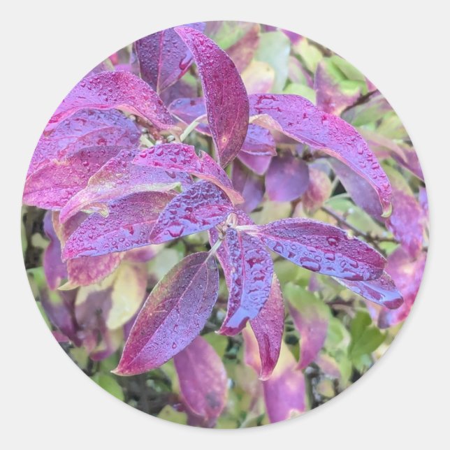 Pegatina Redonda Hojas moradas en pegatinas (Anverso)