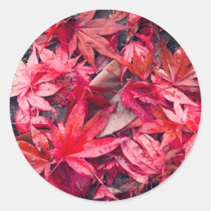 Pegatina Redonda Hojas rojas de otoño