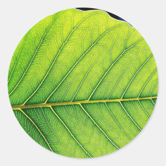 Pegatina Redonda Hojas verdes (Anverso)
