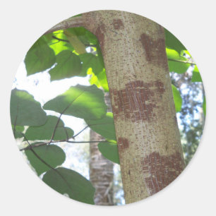 Pegatina Redonda hojas verdes y tronco de árbol con corteza fresca