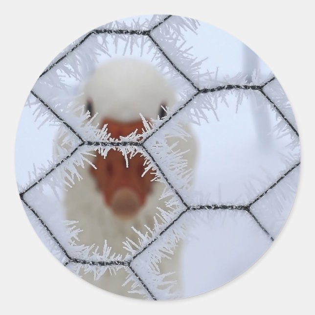 Pegatina Redonda ¡Hola! Pato detrás de la valla congelada (Anverso)