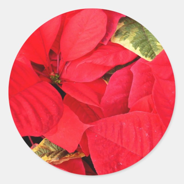 Pegatina Redonda Holly Point Poinsettias Holiday Floral (Anverso)