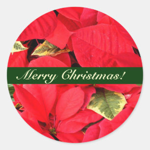 Pegatina Redonda Holly Point Poinsettias Navidades Floral