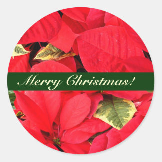 Pegatina Redonda Holly Point Poinsettias Navidades Floral