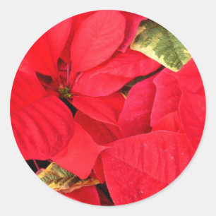 Pegatina Redonda Holly Point Poinsettias Navidades Holiday Floral