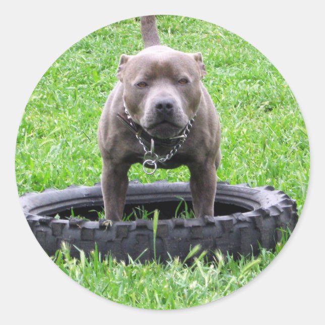 Pegatina Redonda Hombre Adulto Staffordshire Terrier Listo Para Jug (Anverso)