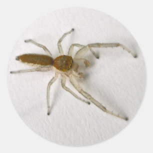 Pegatina Redonda Hombres Marrones Saltando Araña Series Artículos C