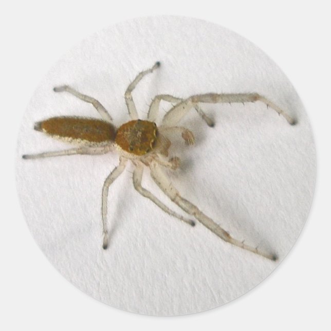 Pegatina Redonda Hombres Marrones Saltando Araña Series Artículos C (Anverso)