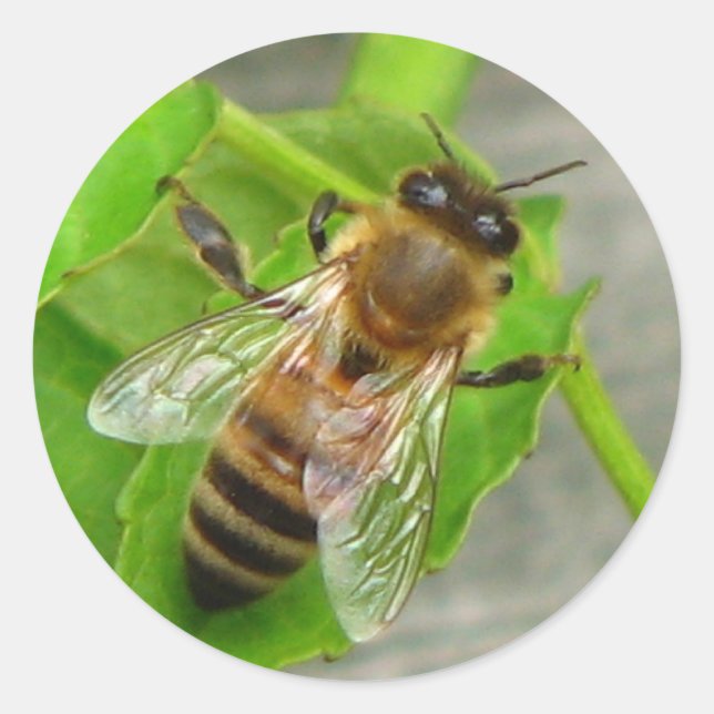 Pegatina Redonda Honey Bee (Anverso)