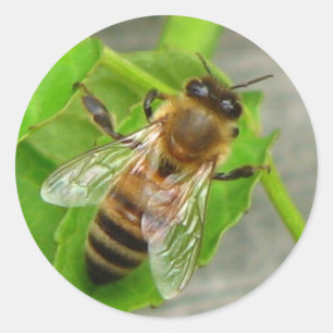Pegatina Redonda Honey Bee