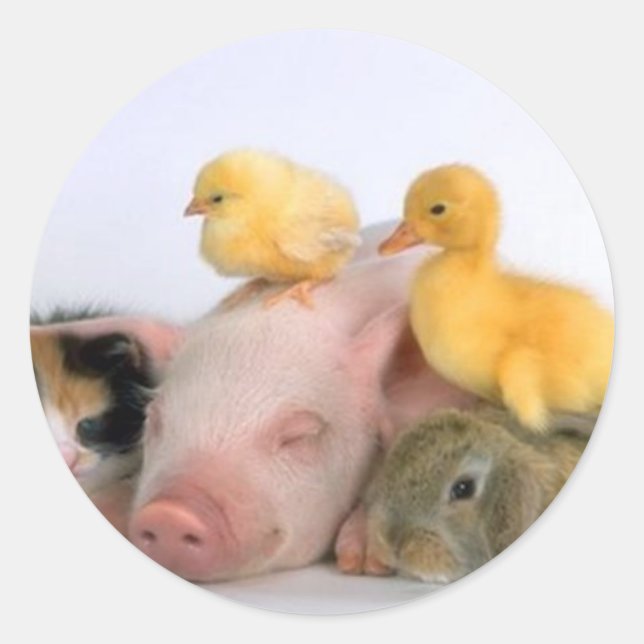 Pegatina Redonda Hora de la Nap para los Animales (Anverso)