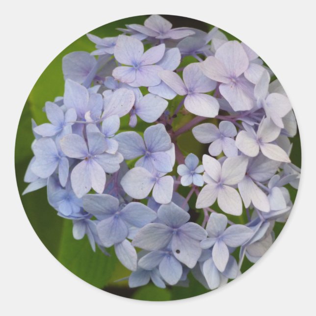Pegatina Redonda Hortensia (Anverso)