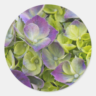 Pegatina Redonda Hortensia del Jardín Keukenhof