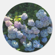 Hortensia Floral