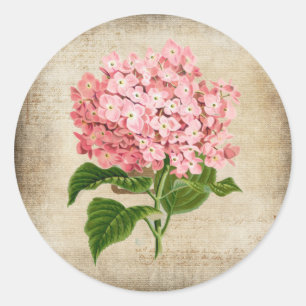 Pegatina Redonda Hortensia Rosa