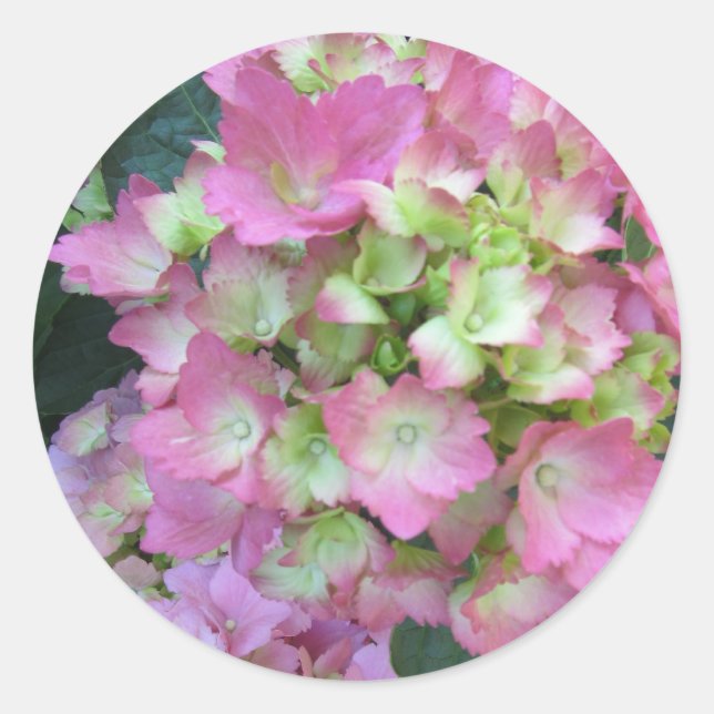 Pegatina Redonda Hortensias rosadas (Anverso)