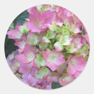 Pegatina Redonda Hortensias rosadas