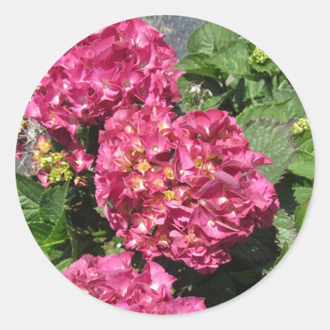 Pegatina Redonda Hortensias rosadas (Anverso)