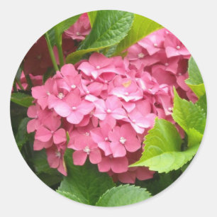 Pegatina Redonda Hortensias Rosadas Impactantes