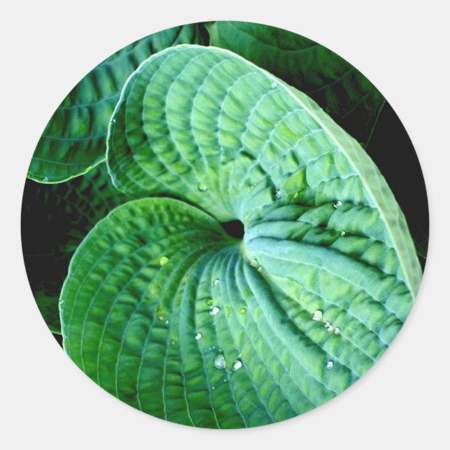 Pegatina Redonda Hosta Heart (Anverso)