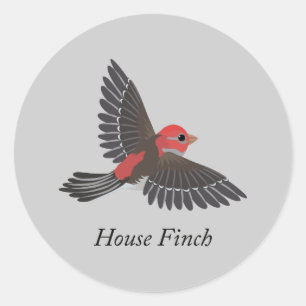 Pegatina Redonda House Finch