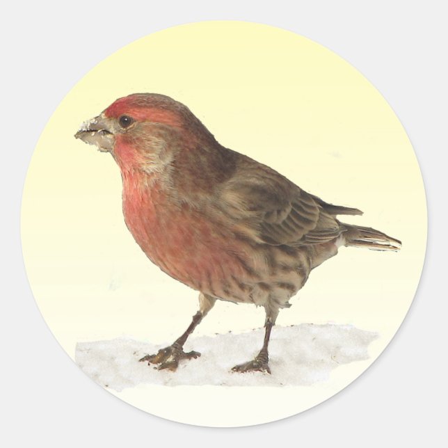 Pegatina Redonda House Finch (Anverso)