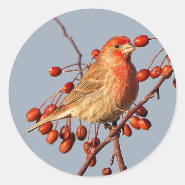 Pegatina Redonda House Finch con Hawthorn Berries (Anverso)