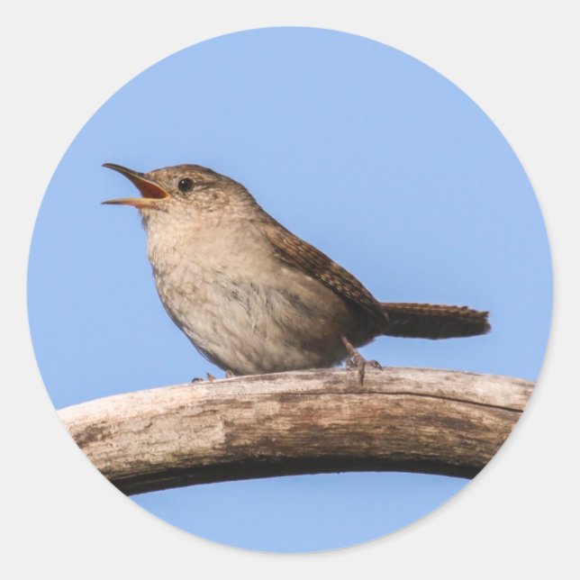 Pegatina Redonda House Wren (Anverso)