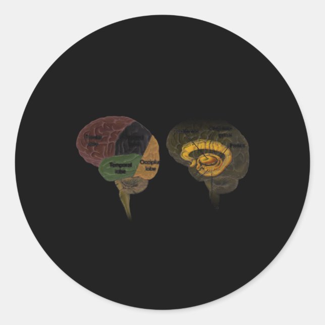 Pegatina Redonda Hu Brain Anatomy (Anverso)