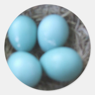 Pegatina Redonda Huevos azules en jerarquía, huevos de los