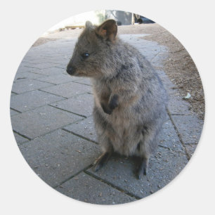 Pegatina Redonda "Huggs en Australia: Un Cuerdo Quokka Gris