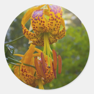 Pegatina Redonda Humboldt Lilies Sunburst