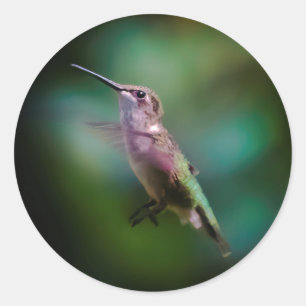 Pegatina Redonda Hummingbird - Fotografía original