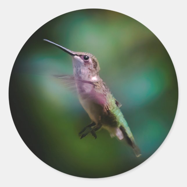 Pegatina Redonda Hummingbird - Fotografía original (Anverso)