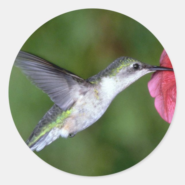 Pegatina Redonda Hummingbird (hembra) con petunia (Anverso)