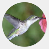 Hummingbird (hembra) con petunia