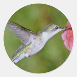 Pegatina Redonda Hummingbird (hembra) con petunia Pi
